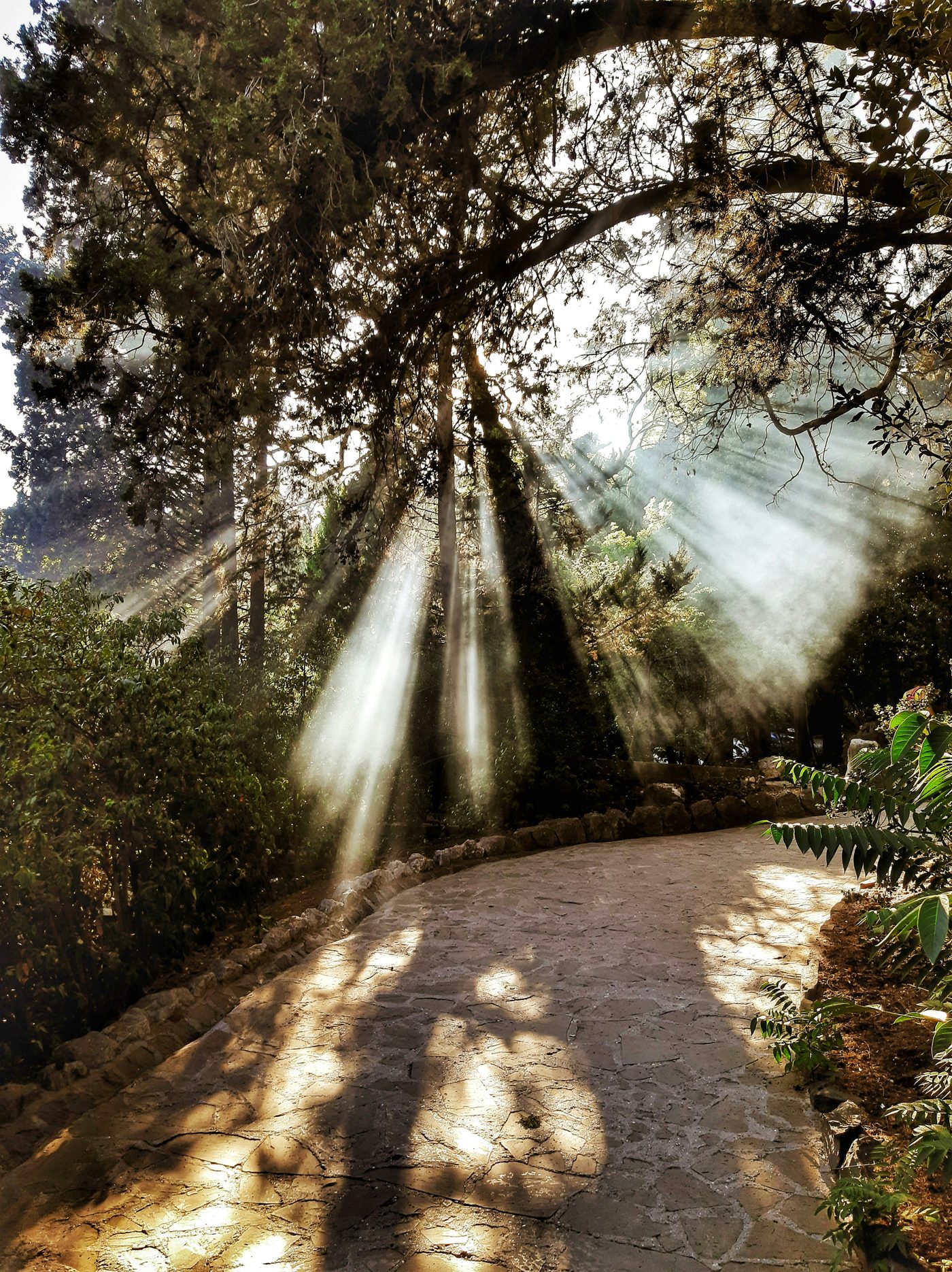 Chemin lumineux en forêt, rayons de soleil filtrant à travers les arbres